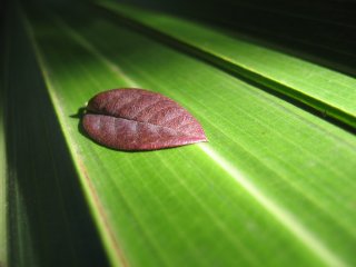 leaf_highway